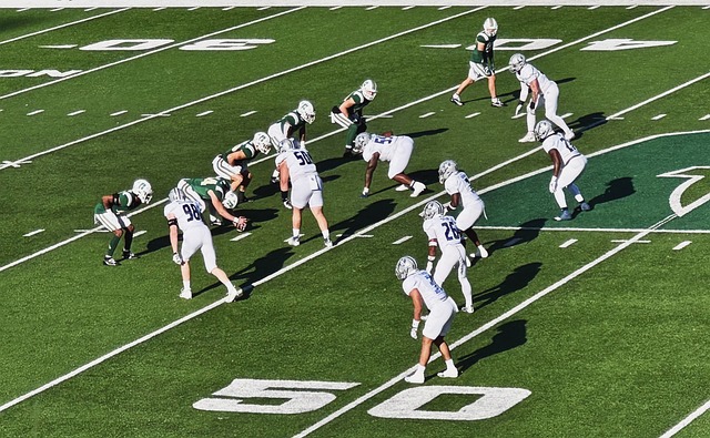 的观赏性 的观赏性